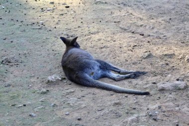 Hayvanat bahçesindeki kanguru. Yüksek kalite fotoğraf
