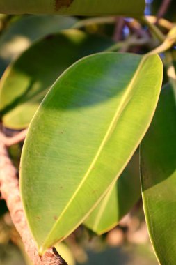 Yeşil yaprak güneş ışığı. Yüksek kalite fotoğraf