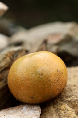 Olgunlaşmamış yeşil limon. Yüksek kalite fotoğraf