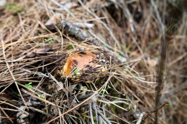 Mantarlı kuru ot. Yüksek kalite fotoğraf