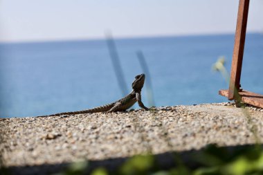 Lizard on the seashore. High quality photo clipart