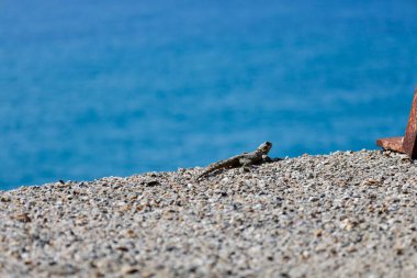 Deniz kıyısındaki kertenkele. Yüksek kalite fotoğraf
