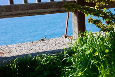 Deniz kıyısındaki kertenkele. Yüksek kalite fotoğraf
