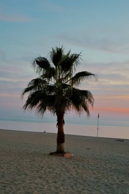 Avuç içi manzarası yukarı. Yüksek kalite fotoğraf