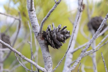 Pine cone branch. High quality photo clipart