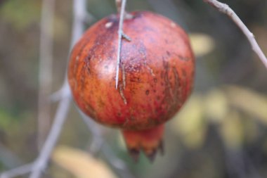 Nar doğada kırmızı meyve bitkisi. Yüksek kalite fotoğraf