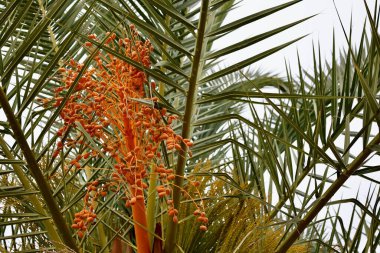 Avuç içi manzarası yukarı. Yüksek kalite fotoğraf