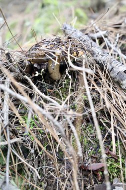 Mantarlı kuru ot. Yüksek kalite fotoğraf