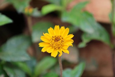 Yellow flower bloom. High quality photo clipart