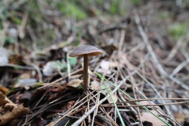 Mantarlı kuru ot. Yüksek kalite fotoğraf