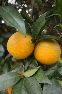 Olgunlaşmamış yeşil limon. Yüksek kalite fotoğraf