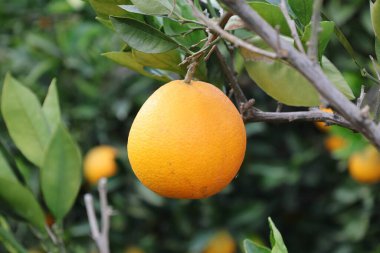Olgunlaşmamış yeşil limon. Yüksek kalite fotoğraf