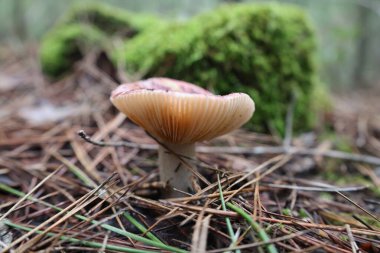 Mantarlı kuru ot. Yüksek kalite fotoğraf