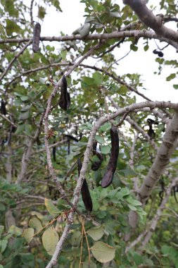 Carob tree pods. High quality photo clipart