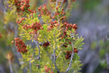 Dağlardaki kozalaklı bitki makro fotoğrafçılığı. Yüksek kalite fotoğraf