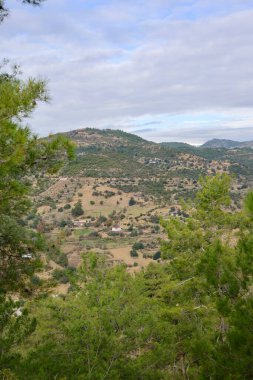 Genç çam ormanı. Yüksek kalite fotoğraf