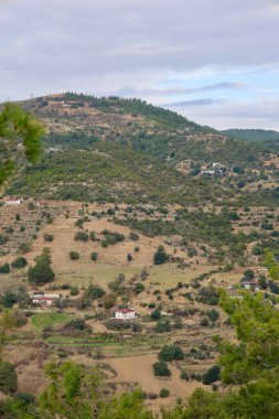 Genç çam ormanı. Yüksek kalite fotoğraf