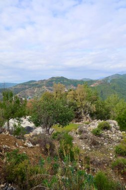 Genç çam ormanı. Yüksek kalite fotoğraf