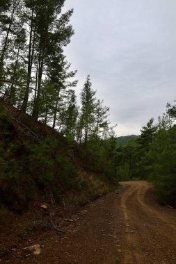 Kırsal çakıl yolu. Yüksek kalite fotoğraf