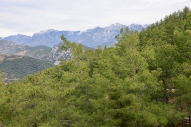 Genç çam ormanı. Yüksek kalite fotoğraf