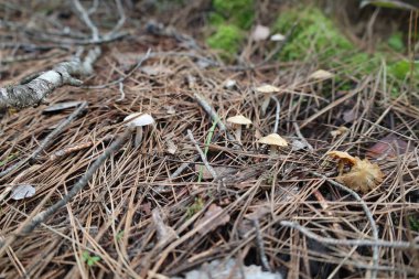 Mantarlı kuru ot. Yüksek kalite fotoğraf