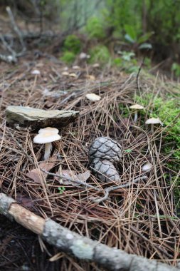 Mantarlı kuru ot. Yüksek kalite fotoğraf