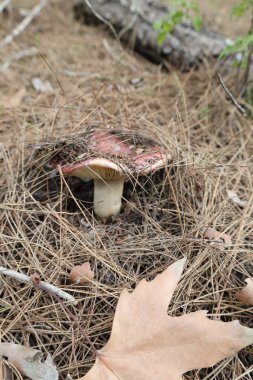 Mantarlı kuru ot. Yüksek kalite fotoğraf