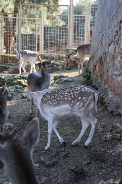 Geyik otlatma ormanı. Yüksek kalite fotoğraf