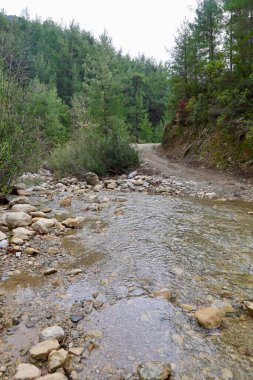 Orman yolu. Yüksek kalite fotoğraf