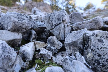 Kayalar yosunları birbirine yaklaştırıyor. Yüksek kalite fotoğraf