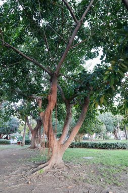 Yeşil ağaçları park et. Yüksek kalite fotoğraf