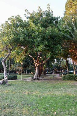 Yeşil ağaçları park et. Yüksek kalite fotoğraf