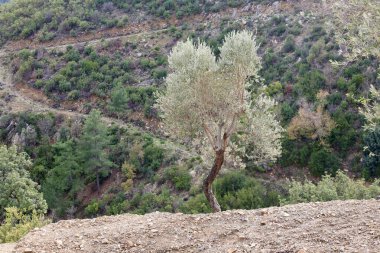 Zeytin ağaçları manzarası. Yüksek kalite fotoğraf