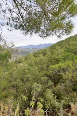 Genç çam ormanı. Yüksek kalite fotoğraf