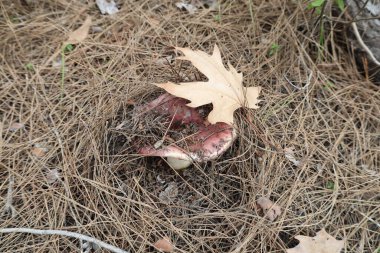 Mantarlı kuru ot. Yüksek kalite fotoğraf