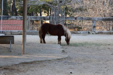 Midilli ot yiyor. Yüksek kalite fotoğraf