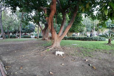 Yeşil ağaçları park et. Yüksek kalite fotoğraf