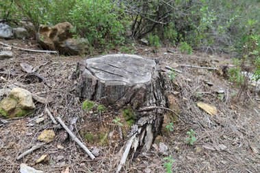 Ağaç kütüğü ormanı. Yüksek kalite fotoğraf