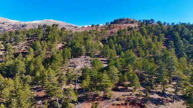 Orman havası manzarası. Yüksek kalite fotoğraf