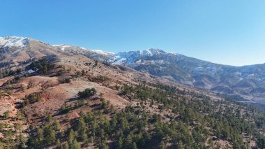 Orman havası manzarası. Yüksek kalite fotoğraf