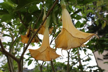 Büyük Brugmansia çiçekleri. Yüksek kalite fotoğraf