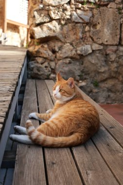 Turuncu beyaz kedi. Yüksek kalite fotoğraf