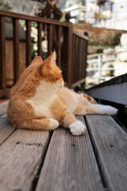 Turuncu beyaz kedi. Yüksek kalite fotoğraf