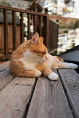 Turuncu beyaz kedi. Yüksek kalite fotoğraf