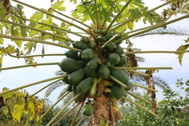 Papaya ağacı büyümüş. Yüksek kalite fotoğraf
