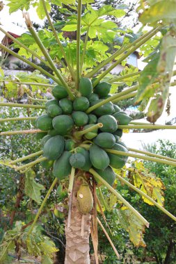 Papaya ağacı büyümüş. Yüksek kalite fotoğraf
