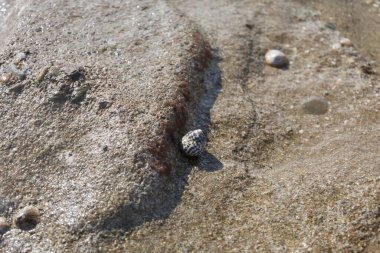 Deniz kıyısındaki salyangoz.