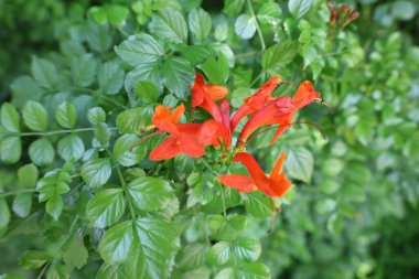 Turuncu çiçek yaprakları. Yüksek kalite fotoğraf
