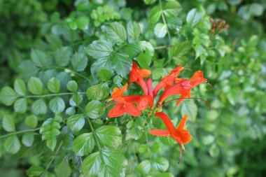 Turuncu çiçek yaprakları. Yüksek kalite fotoğraf