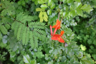 Orange flower leaves. High quality photo clipart